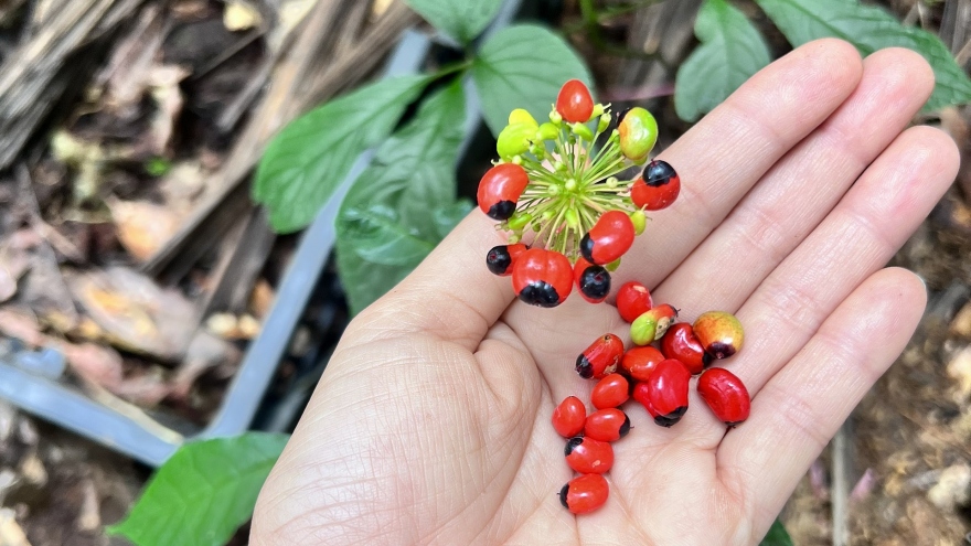 Săn lùng “vua” của các loại sâm làm dược liệu quý hiếm